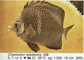 Chaetodon daedalma